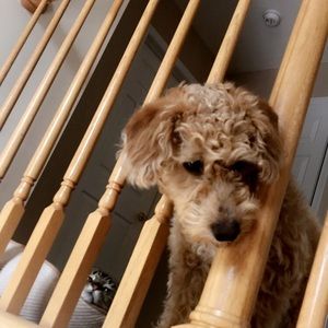 Meet your Posher, Kevin